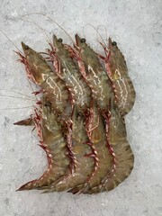 cold mixed raw meats seafood slices platter kuruma shrimp, tiger prawn, shell scallop, baby sotong...