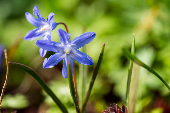 	
Gew&ouml;hnliche Sternhyazinthe (Chionodoxa luciliae)	
