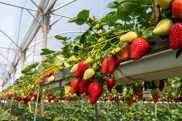 Growing Organic strawberries in an agricultural greenhouse