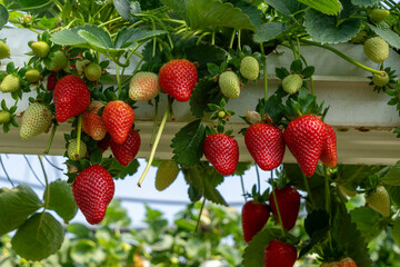 Growing Organic strawberries in an agricultural greenhouse