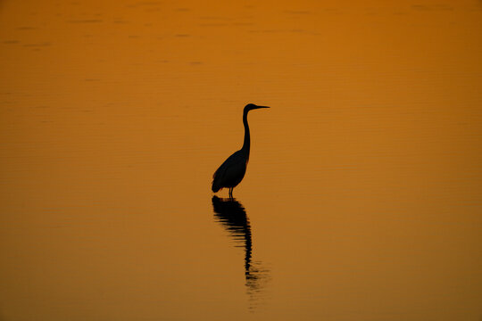 Silhouette of Great Egret on the beautiful lake in Japan.