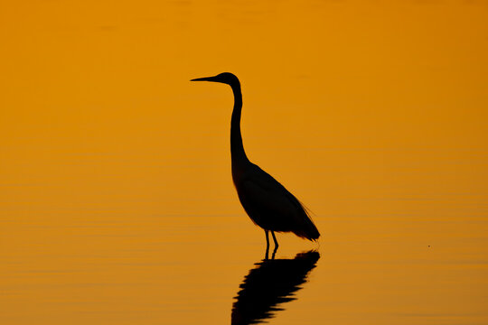 Silhouette of Great Egret on the beautiful lake in Japan.