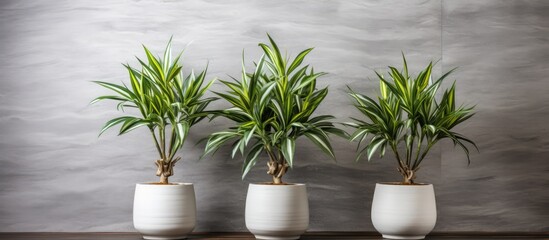 Three vibrant Dracaena trees are displayed in white vases on a table. The greenery contrasts beautifully with the white vessels against a wooden backdrop, adding a touch of nature to the indoor
