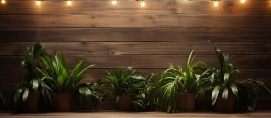 A lineup of potted plants arranged neatly along a wooden wall indoors. The plants are sitting on a wood surface, with subtle string lights creating a cozy atmosphere. There is ample copy space in the