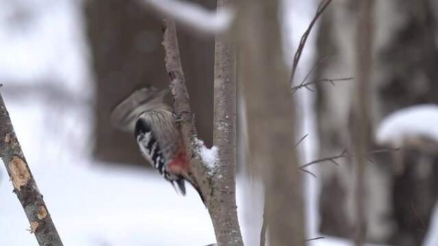 A female white-backed woodpecker feeding. A woodpecker feeding in winter, slow motion