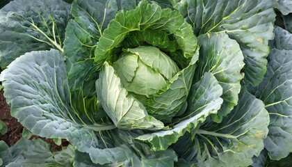 Obraz premium Fresh organic annual cabbage growing in an eco-garden, Vegetarian, healthy, natural food, 