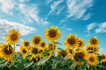 Rolgordijnen a field of sunflowers under a blue sky © Alex