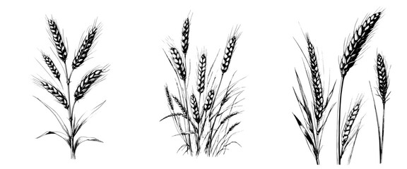 Three different types of grass are shown in black and white. The first type of grass is tall and thin, while the second type is shorter and thicker. The third type of grass is a mix of both