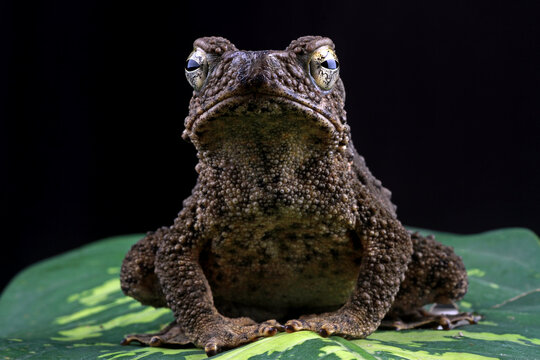Phrynoidis aspera, Bufo asper toad with black background