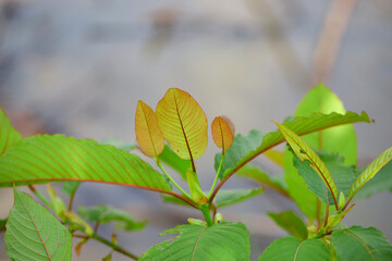 Close-up view of mitragyna speciosa or Kratom leaf on field