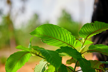 Close-up view of mitragyna speciosa or Kratom leaf on field