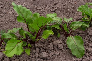 Leaf of beet root. Fresh green leaves of beetroot or beet root seedling. Row of green young beet leaves growth in organic farm. Closeup beetroot leaves growing on garden bed. Field of beetroot foliage