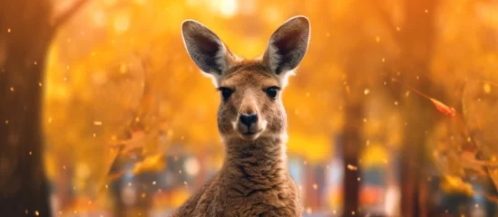 Muurstickers close up kangaroo with tree background © kucret