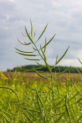 Rapeseed seed pods, close up Stems of rapeseed, Green Rapeseed field