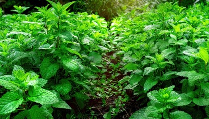Fototapeta premium green mint bushes growing in the garden top view; fresh greens at spring time 