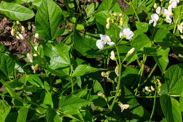 Beautiful flowers of Runner Bean Plant Phaseolus coccineus growing in the garden