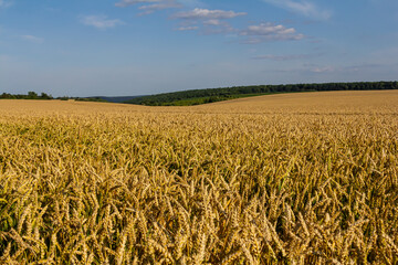 Wheat meadow. Ripe Gold Barley field in summer. Nature organic Yellow rye plant Growing to harvest. World global food with sunset in farm land autumn scene background. Happy Agricultural countryside