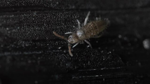 Springtail Moving on Black Textured Background