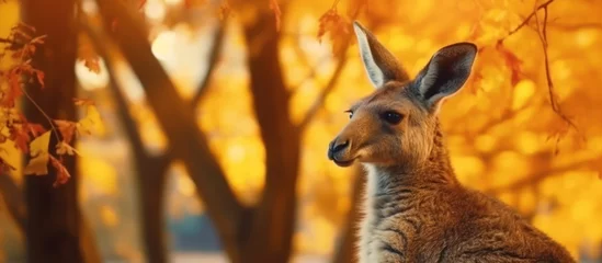 Fotobehang close up kangaroo with tree background © kucret