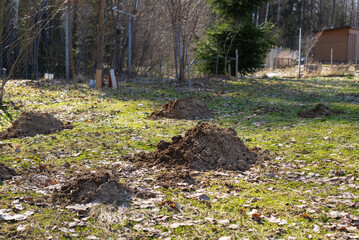 Mole holes in the garden on the courtyard of a country house. Mole rats are the major agricultural...
