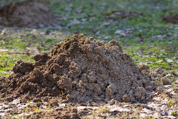 Wormhole in the garden on the courtyard of a country house in spring, close-up. Rodents, lawn...