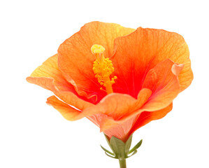 Unusual orange and red Hibiscus rosa-sinensis aka Chinese hibiscus isolated on white background