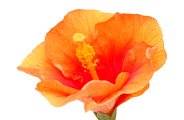 Unusual orange and red Hibiscus rosa-sinensis aka Chinese hibiscus isolated on white background