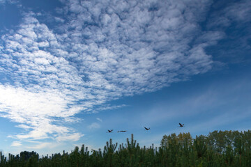 Cranes fly over trees in a forest. Migratory birds on the Darss. Wildlife of birds