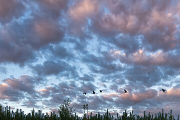 Cranes fly over trees in a forest with dramatic skies. Migratory birds on the Darss