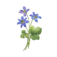 Bouquet with flowers of the blue Anemone hepatica (Hepatica nobilis, liverleaf, liverwort, kidneywort, pennywort). Watercolor hand drawn illustration isolated on white background - 755489291