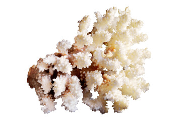 coral isolated on transparent background, large light coral branch