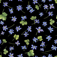 Seamless pattern with flowers of the blue Anemone hepatica (Hepatica nobilis, liverleaf, liverwort, kidneywort, pennywort). Watercolor hand drawn illustration isolated on black background - 755491863