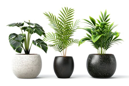 Three potted plants are arranged in a row, with one in a white pot. The plants are all green and appear to be healthy
