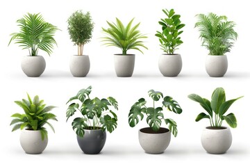 A collection of potted plants in various sizes and shapes. The plants are arranged in a row, with some taller and some shorter.