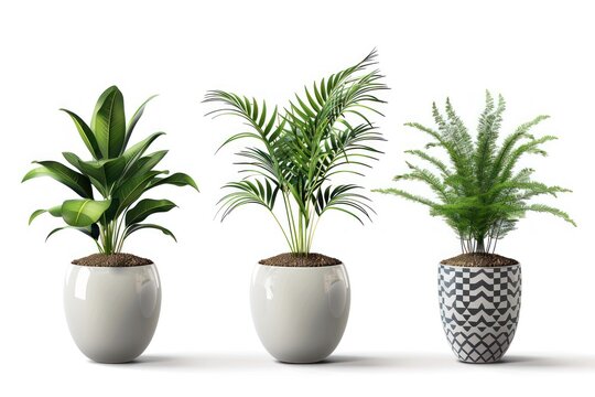 Three potted plants are lined up in a row, with one in the middle and two on either side. The plants are all green and healthy.