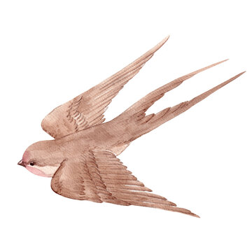 recommend clip art: Stock illustration with watercolor hand drawn swallow martin birds. Clip art.