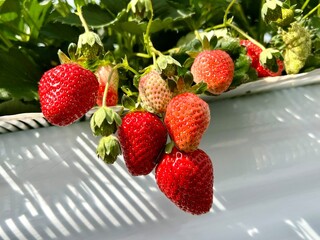 strawberries