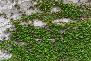 Green background. Wild grapes grow on the wall
