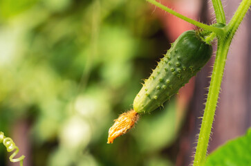 A small green cucumber grows on a branch in a vegetable garden in a greenhouse in summer