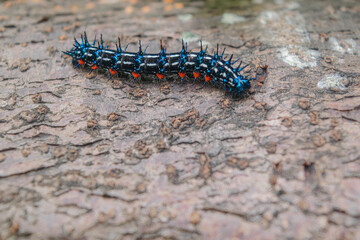 black caterpillar on dry wood