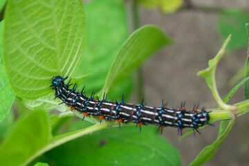 caterpillar walking on green leaf branch

