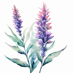 watercolor Painting vector of a lavender flowers with leaves isolated on a white background, Drawing clipart, Graphic Illustration