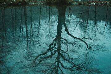 Naklejka premium Poisonous Mirage