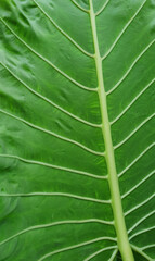 large leaves of a tropical leaf of the elephant ear plant