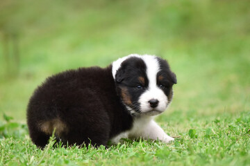 Australian Shepherd Aussie puppy of black and white tricolor color in the spring garden against a background of green grass