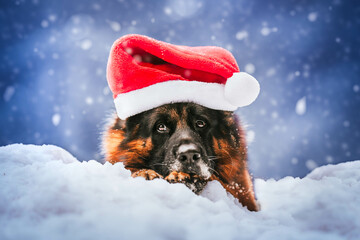 german shepherd dog wearing santa claus hat in a snow environment, winter time, christmas time