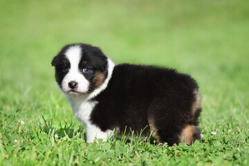 Australian Shepherd Aussie puppy of black and white tricolor color in the spring garden against a background of green grass