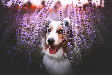 Australian shepherd in lavender field, close up, summertime, flowers