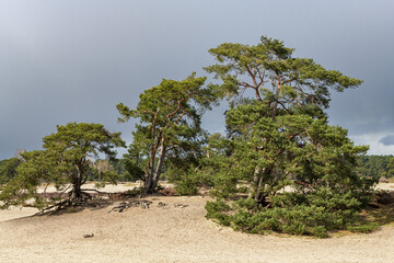 Scots pine trees (pinus sylvestris) in the Soester Duinen on the Utrechtse Heuvelrug during early spring.