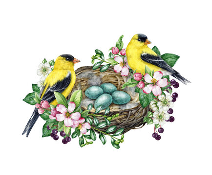 Birds on the nest vintage style decor element. Watercolor illustration. Hand drawn goldfinch birds on the nest with eggs and garden flowers, green leaves. Springtime decoration. White background